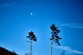The moon is above the treetops of the spring forest