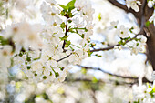 Blooming cherry tree in the spring time garden