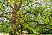 Sycamore in Tyntesfield Park near Bristol, North Somerset, England