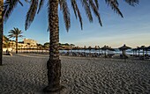 Abendstimmung am Strand Platja Palmira, Paguera, Mallorca, Spanien