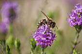 Biene auf Thymian Blüte, Insel Alonissos, Nördliche Sporaden, Griechenland