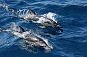 Dolphins accompany tour boat on Skiathos island; Northern Sporades; Greece