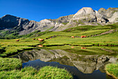 Mountains and grazing cows reflected in the lake, Cirque de Troumouse, Gavarnie, Pyrenees National Park, Monte Perdido UNESCO World Heritage Site, Pyrenees, France