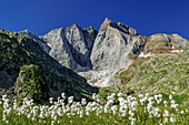 Wiesen mit blühendem Wollgras und Vignemale im Hintergrund, Vallee de Gaube, Gavarnie, Nationalpark Pyrenäen, Pyrenäen, Frankreich