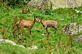 Two Pyrenean chamois, Vallee de Gaube, Gavarnie, Pyrenees National Park, Pyrenees, France
