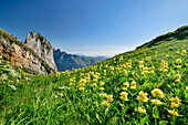 Mountain meadow with yellow gentians, Vallee d&#39; Ossau, Pyrenees National Park, Pyrenees, France