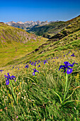 Blühende Iris mit Talboden Aguas Tuertas im Hintergrund, Valle de Hecho, Huesca, Pyrenäen, Aragon, Spanien