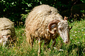 Sheep graze in tall grass, Pyrenees, France
