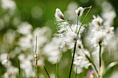 White flowering cotton grass, Aigüestortes i Estany de Sant Maurici National Park, Catalonia, Pyrenees, Spain