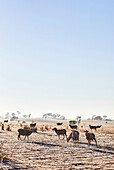 Schafe grasen am frühen Morgen auf einer Koppel an einem Wintermorgen in Mummel, ländlichen NSW Australien