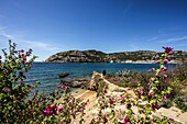 Pfad am Meer mit Wildblumen und Blick auf Port d' Andratx, Mallorca, Spanien