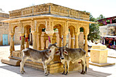 Heilige Kühe und Brunnen mit Haveli Steinmetzarbeiten, Altstadt, Jaisalmer, Wüste Thar, Rajasthan, Indien