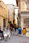 India, Jaisalmer, old town, fort, with very narrow streets, selling clothes and sacred cows