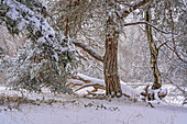Winter trees on the Andechser Höhenweg, Andechs, Upper Bavaria, Bavaria, Germany