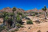 Joshua Tree Nationalpark mit blauem Himmel, Wildblumen und Kaktusblüten