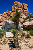 Joshua Tree National Park with blue skies, wildflowers and cactus blooms