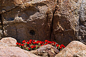 Joshua Tree Nationalpark mit blauem Himmel, Wildblumen und Kaktusblüten