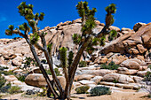 Joshua Tree Nationalpark mit blauem Himmel, Wildblumen und Kaktusblüten