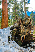Tree stump next to giant Sequoia in Kings Canyon Natiional Park