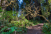 Sonnenlicht dringt durch die riesigen Mammutbäume an der Küste Kaliforniens im Redwood Nationalpark
