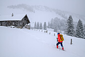 Frau wandert bei Schneefall auf Stubneralm zu, Stubneralm, Zwölferhorn, Salzkammergut, Salzkammergutberge, Salzburg, Österreich