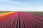 Tulip field, purple tulips, Schwaneberg, Saxony-Anhalt, Germany