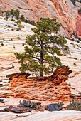 Eroded rock formations in the landscape of the Zion National Park in Utah, USA.
