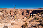 Einsamer Baum in der Wüste von Arizona, Grand canyon, USA