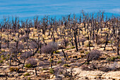 Verbrannte und verkohlte Bäume und Pflanzen im Mesa Verde Nationalpark, Colorado.