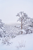 Snowy trees on a mountain in Utah, USA.