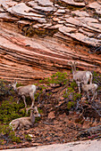 Bighorn sheep living in the Zion National Park in Utah, USA.