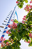 Maibaum mit bayerischer Fahne im Wind vor rotblühender Rosskastanie