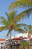 Palmen vor der Bar 'Sharkeez Bar and Grill', Nassau, Insel New Providence, The Bahamas