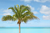 Typische Kokospalme am Karibikstrand, Cape Santa Maria, Insel Long Island, Bahamas