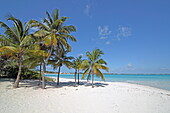 Palmenstrand Sandpiper Beach, Treasure Cay, Great Abaco, Abaco Islands, Bahamas