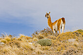 A striking guanaco in the Patagonian steppe isolated against a slightly cloudy sky, Chile, South America