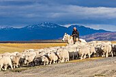 A traditional gaucho on horseback driving sheep at an estancia farm in Chile, Patagonia