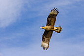 A distinctively feathered crested caracara (caracara) from below against blue sky, Argentina, Patagonia, South America