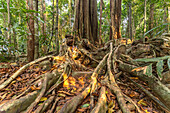 Alter Urwaldriese Makayuk - The Old Tree im Dschungel der Insel Ko Kut oder Koh Kood im Golf von Thailand, Asien