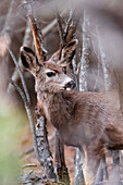 Verschreckte Hirsche in den Wäldern von Cloudcroft, New Mexico, USA