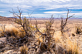 Dried up shrub in the rocky desert landscape of Arizona, USA.