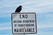 Crow perched on a maintenance sign riddled with buckshot impacts in the Arizona desert.