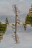 Doppelbelichtung eines Baumes in einer Wüstenlandschaft, New Mexico, USA