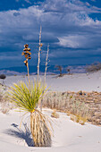 Small growth on the Gypsum dunes of White Sands National Monument in New Mexico.