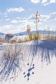 Kleines Wachstum auf den Gipsdünen des White Sands National Monument in New Mexico.