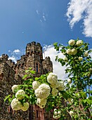 Blick vom Burggarten zu den Wehrtürmen von Burg Reichenstein, Trechtingshausen, Oberes Mittelrheintal, Rheinland-Pfalz, Deutschland