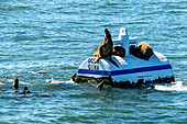 Seelöwen spielen im Seeweg zwischen der kalifornischen Küste und dem Channel-Islands-Nationalpark, Kalifornien, USA