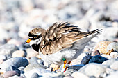 Ringed Plover (Charadrius hiaticula) on a beach at the Baltic Sea, Ostholstein, Germany