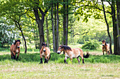 Pferde auf einer Weide, Ostsee, Norddeutschland, Deutschland