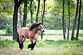 Horse in motion on a pasture